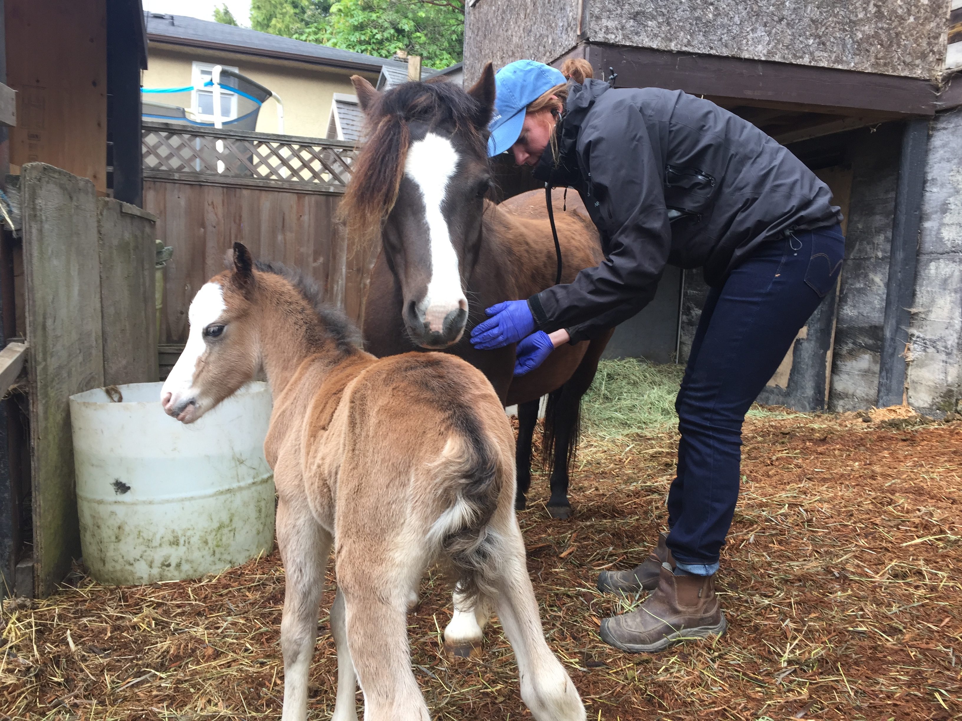 Bentley Foal 2