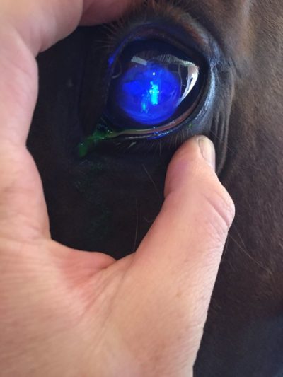 eye case #1